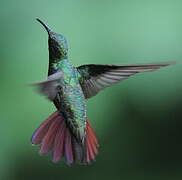 Green-breasted Mango