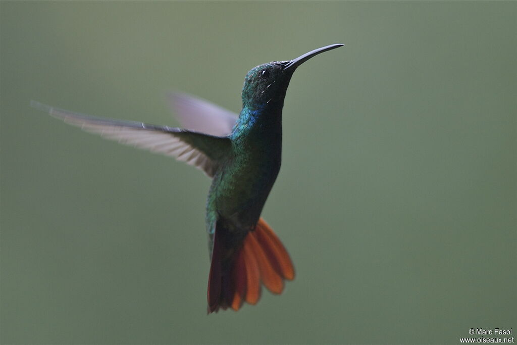 Green-breasted Mango male, Flight