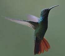 Green-breasted Mango