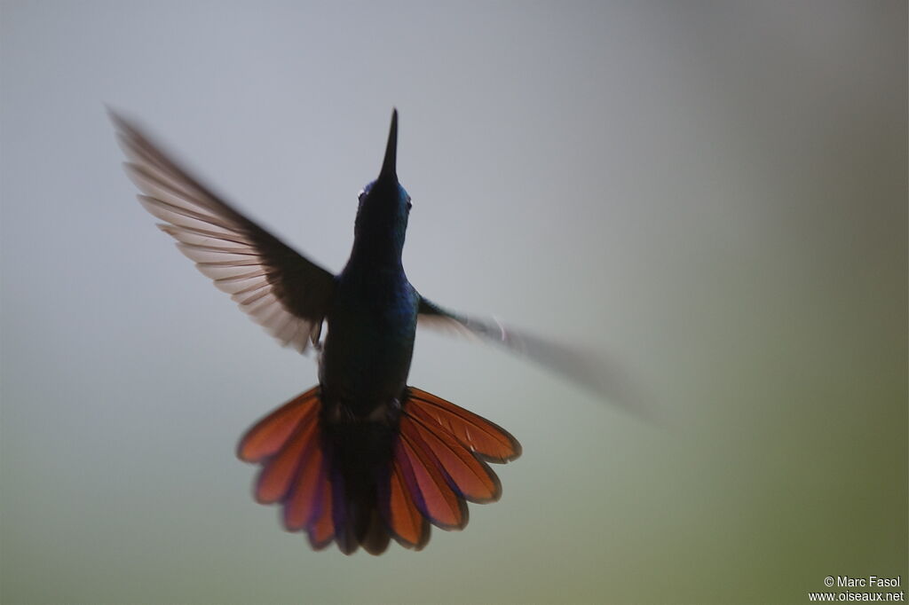 Green-breasted Mango male adult, Flight