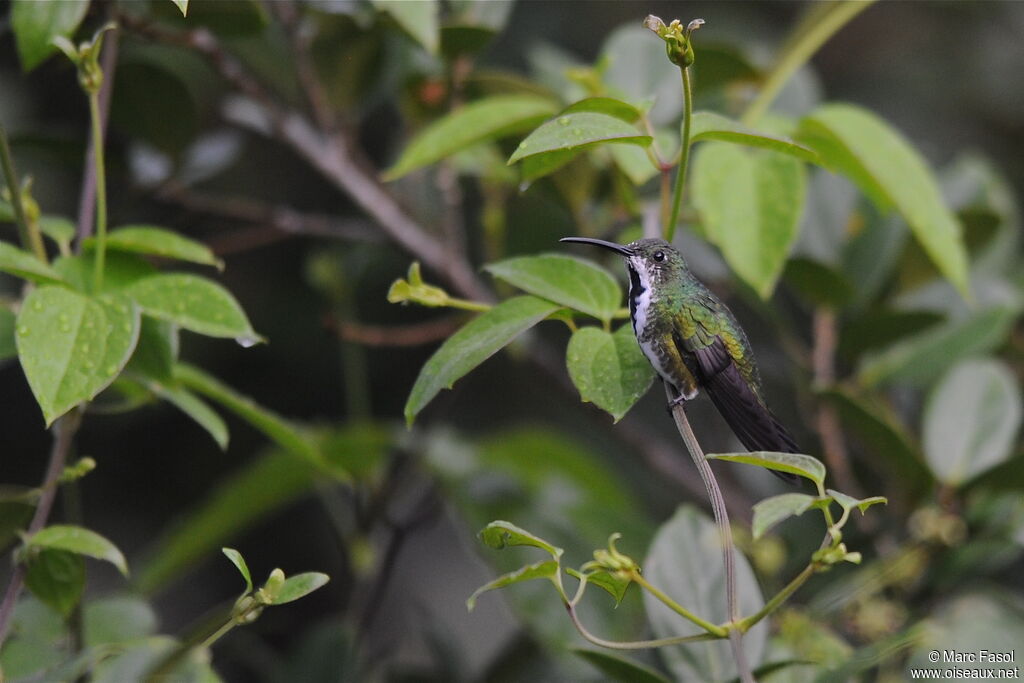 Green-breasted Mango female adult, identification