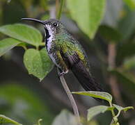 Green-breasted Mango