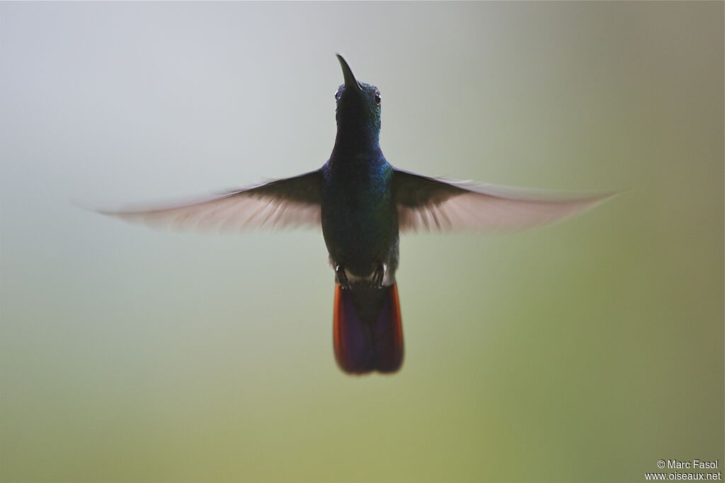 Green-breasted Mango male adult, Flight