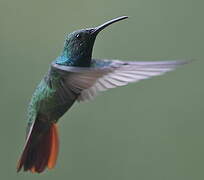 Green-breasted Mango