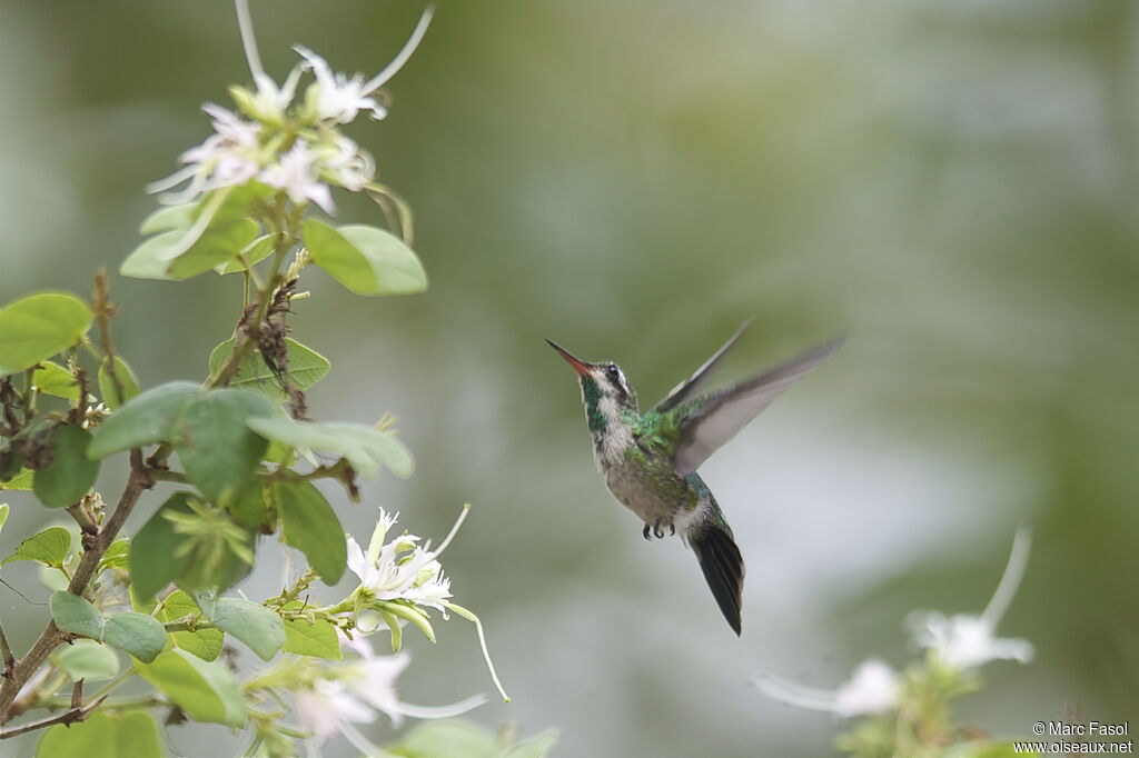 Green-breasted Mango female juvenile, identification, Flight, feeding habits