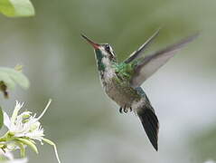 Green-breasted Mango