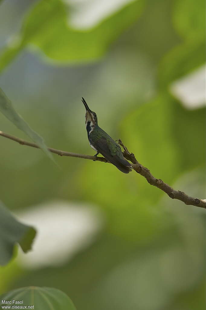 Veraguan Mangoimmature, identification