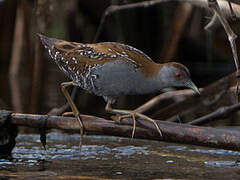 Baillon's Crake