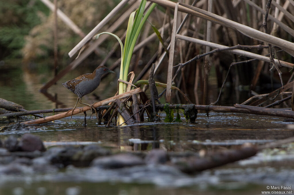 Baillon's Crakeadult, walking