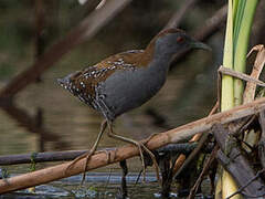 Baillon's Crake