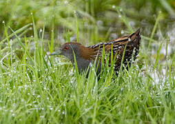 Baillon's Crake