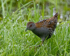 Baillon's Crake