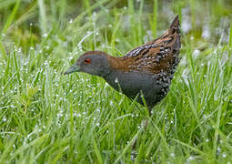 Baillon's Crake