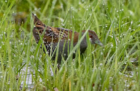 Baillon's Crake
