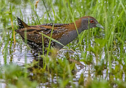 Baillon's Crake