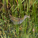 Marouette de Baillon