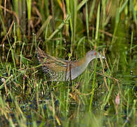 Baillon's Crake
