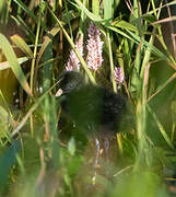 Baillon's Crake