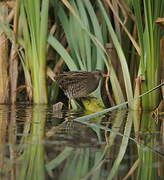 Spotted Crake