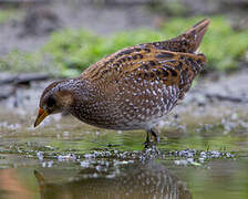 Spotted Crake