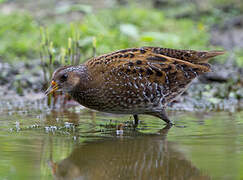 Spotted Crake