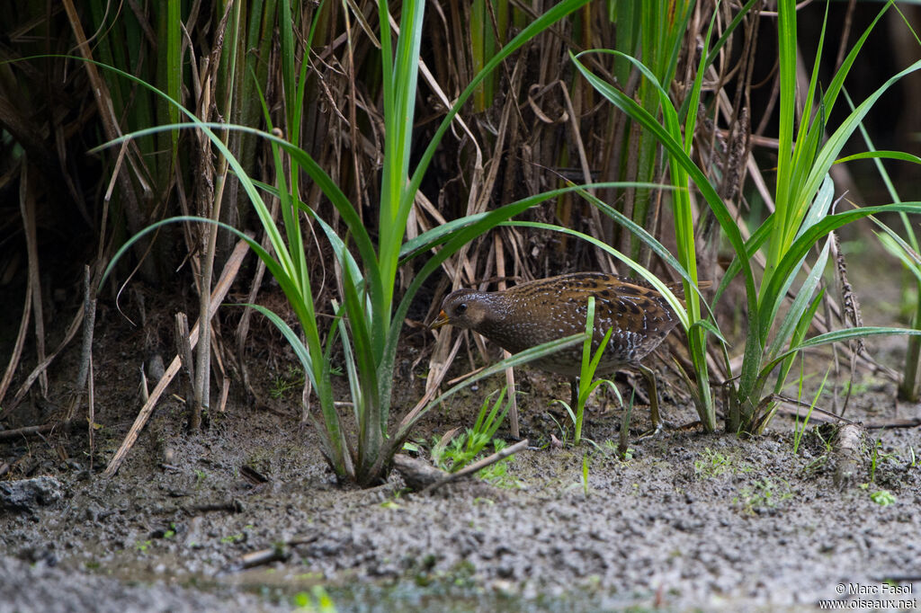 Marouette ponctuéejuvénile, identification, Comportement