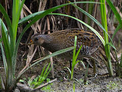 Spotted Crake