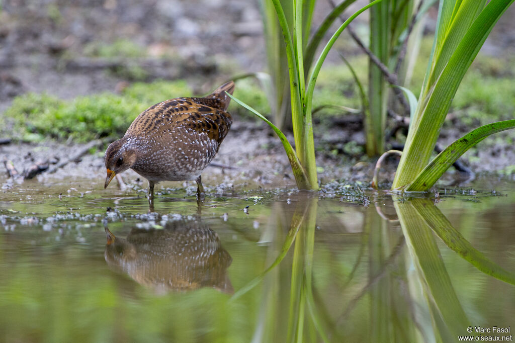 Spotted Crakejuvenile, identification