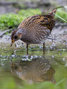 Spotted Crake