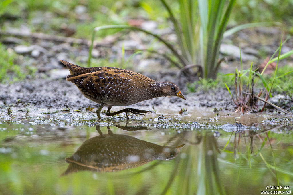 Spotted Crakejuvenile, identification