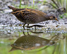 Spotted Crake