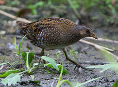 Spotted Crake