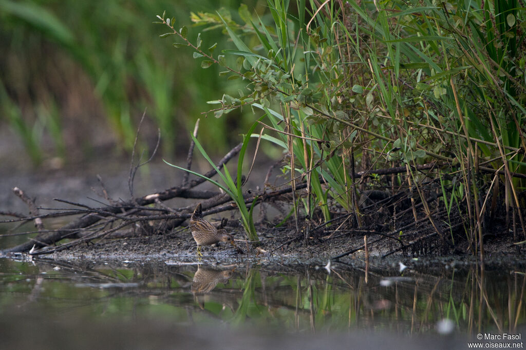 Spotted Crake, camouflage, walking, fishing/hunting