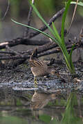 Spotted Crake