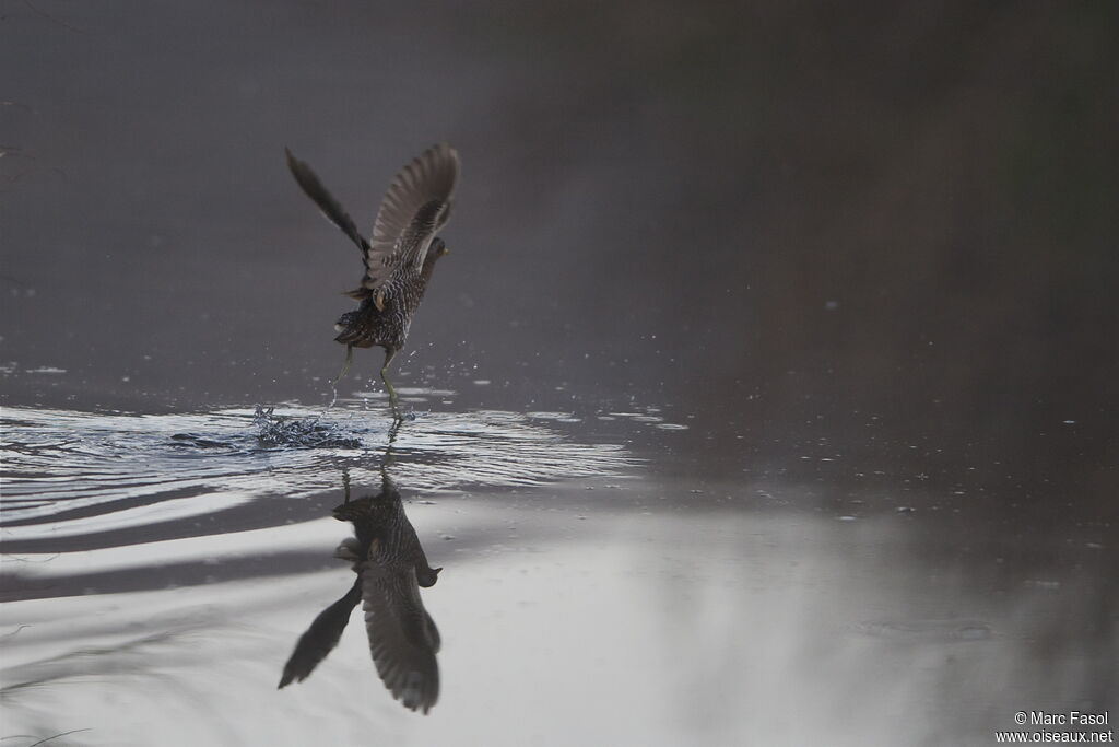 Spotted Crakeadult breeding, Behaviour