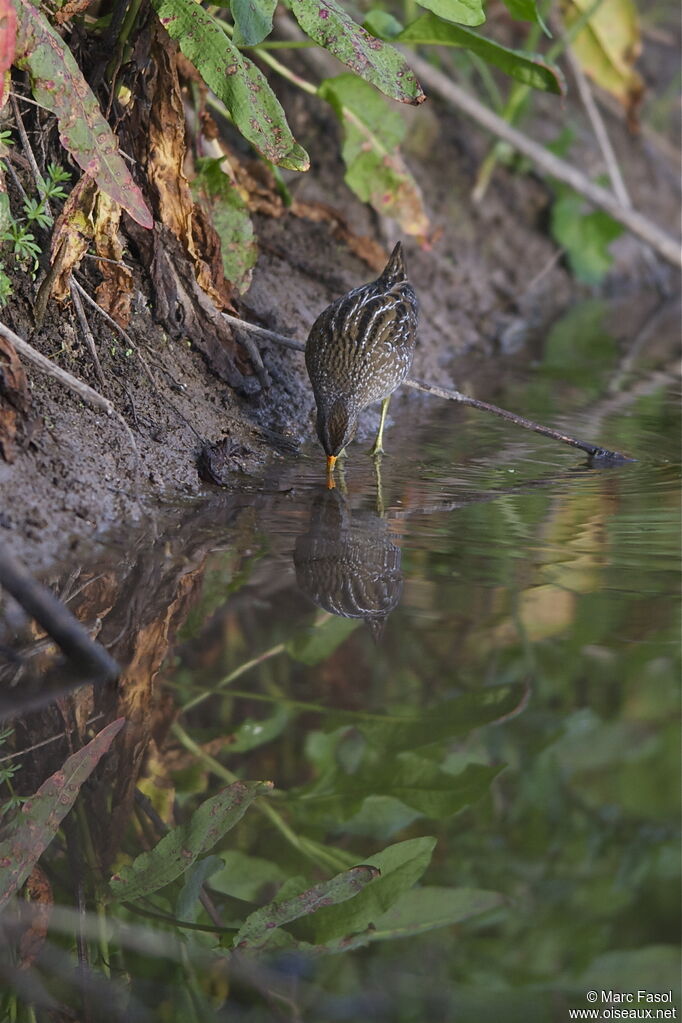 Spotted Crakeadult breeding, identification, feeding habits