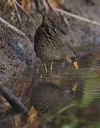 Spotted Crake