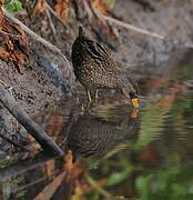 Spotted Crake