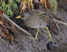 Spotted Crake