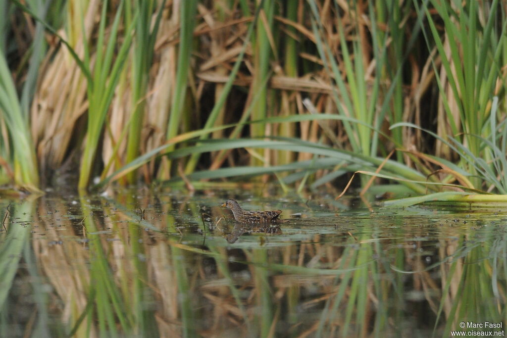 Marouette ponctuéeadulte, identification, Comportement