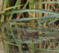 Spotted Crake