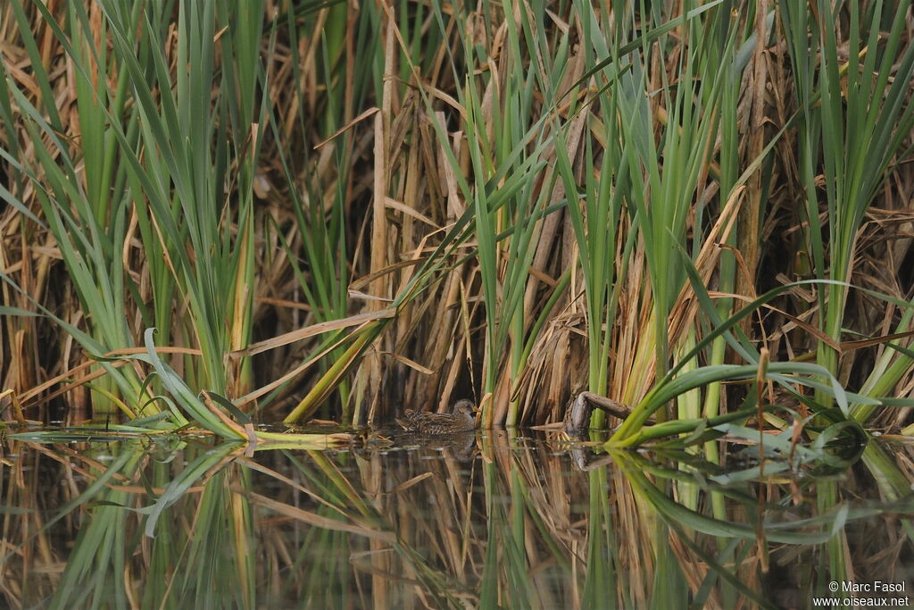 Spotted Crakeadult, identification, Behaviour