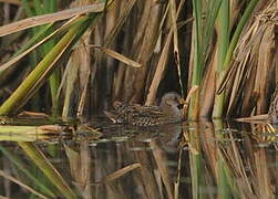 Spotted Crake