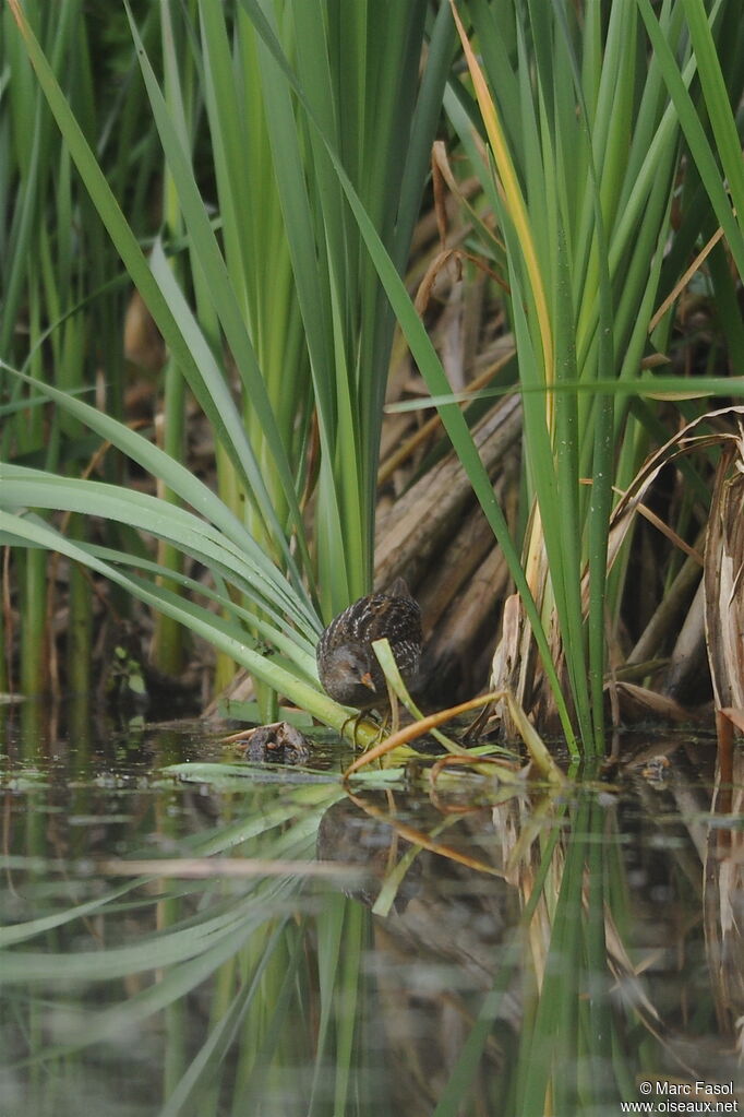 Marouette ponctuéeadulte, identification, Comportement