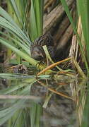 Spotted Crake