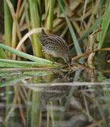 Spotted Crake