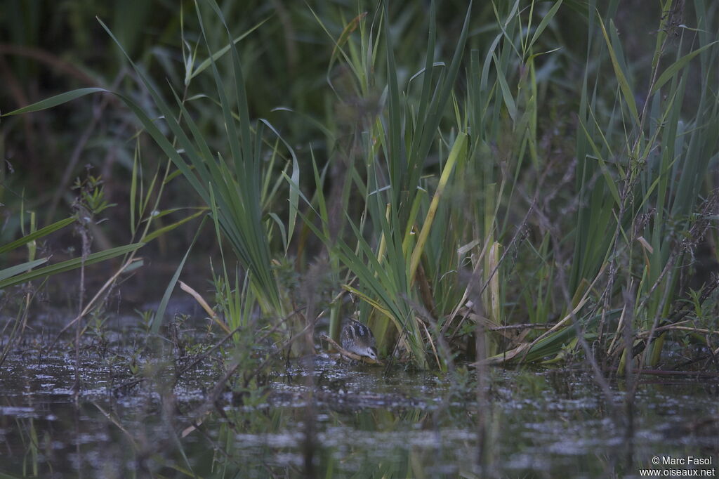 Marouette poussinjuvénile, identification, Comportement