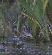 Little Crake