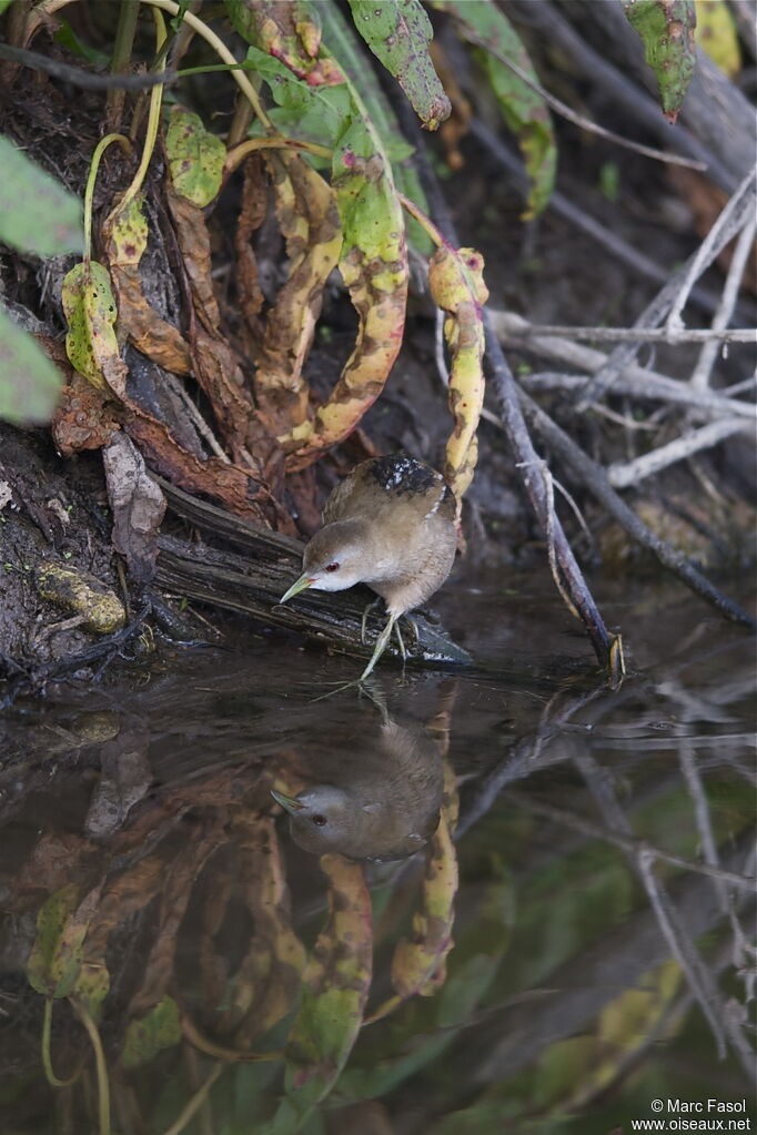 Little Crake female adult breeding, Behaviour