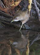 Little Crake